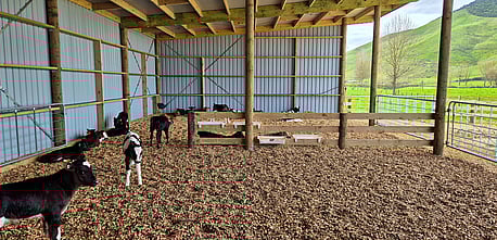 Calves in calf shed