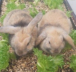 PATCH  - AVAILABLE NOW