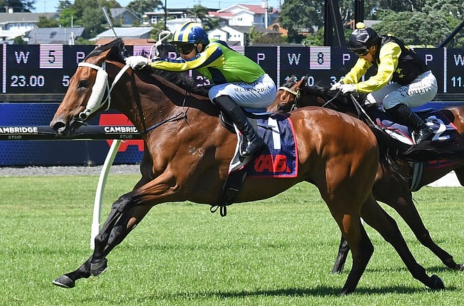 Ammirati (Matt Cartwright) confirms his New Zealand Derby credentials with a dominant win in the Gingernuts Salver at Ellerslie.  - Photo: Kenton Wright (Race Images)