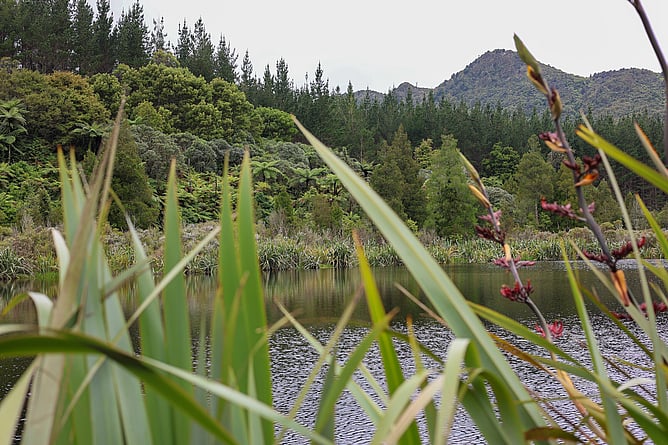 Killarney Lakes Ngati Hinerangi Kaimai Mamaku Restoration Project