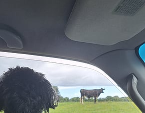 Welcome Bay, Tauranga, New Zealand