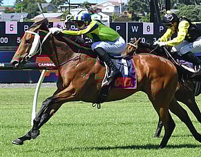 Kiwi Chronicles -Outside the Square