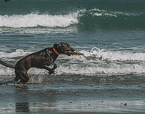 Why More Exercise Isn't Always The Answer: How To Actually Tire Out Your Dog