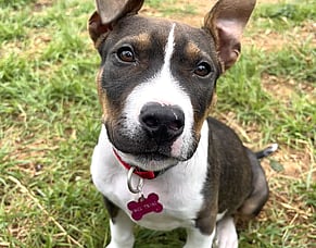 Why Your Very Friendly Puppy Might Be The Problem - (And What To Do)