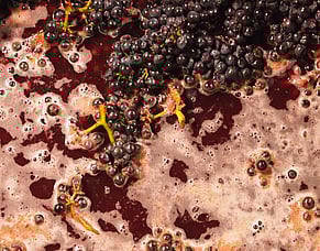 Wine of the week - 2025 Mason Ros&eacute;