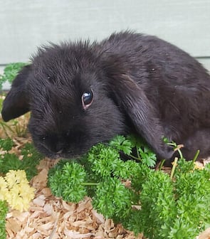 HOPPER - Available Now