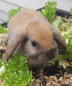 DUCKY - AVAILABLE NOW