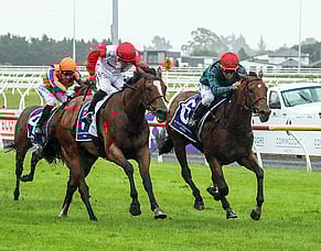 Gerard Doubles Down on The NZB Kiwi