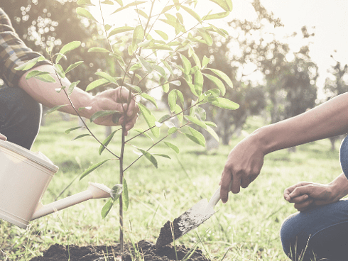 Image of two people working as a team to tend a sapling t