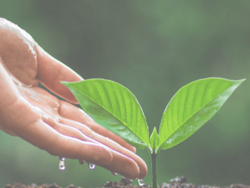 Image of a hand carefully watering a tending seedling