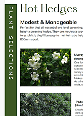 Hedge plants and written text on using hedges as garden privacy screens