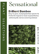 Bamboo plants and written text on using bamboo as garden privacy screens