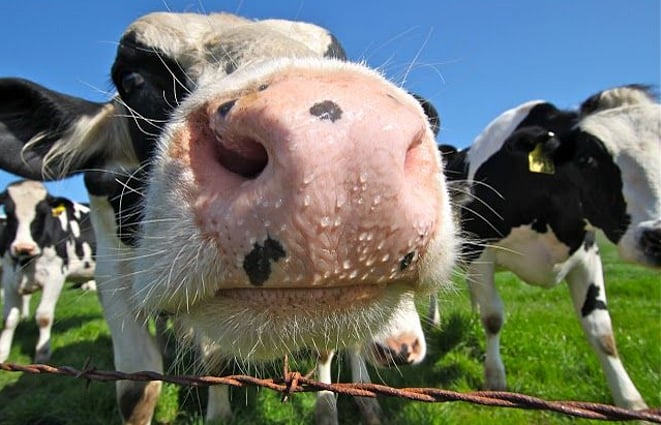 A healthy cow that has an adequate sodium level will display a 'dewy muzzle' just like this cow.