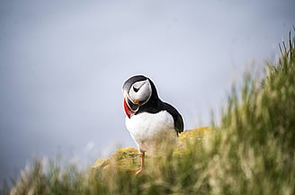 Puffin