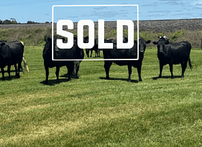 17 x Autumn Calving Kiwi X Heifers - BW: 56, PW: 61Jason Roberts, 027 707 1271