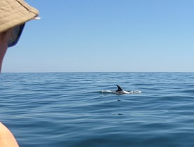 Dolphin watching, scuba-diving
