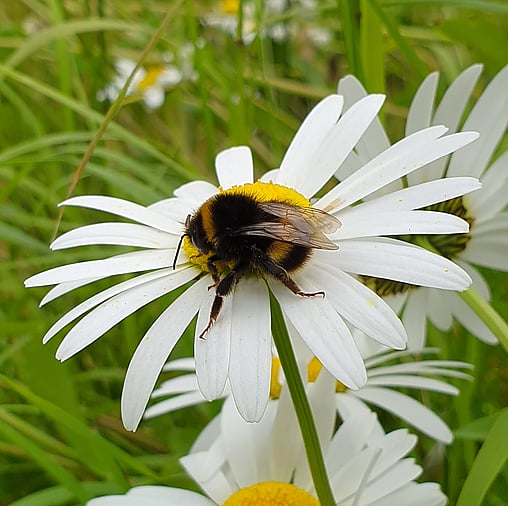 Community Gardens & Green Spaces