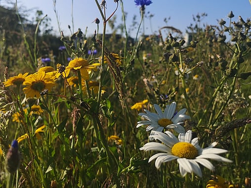 Wildflower Meadows