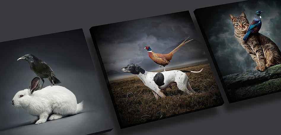 STASIS  - ART SERIES