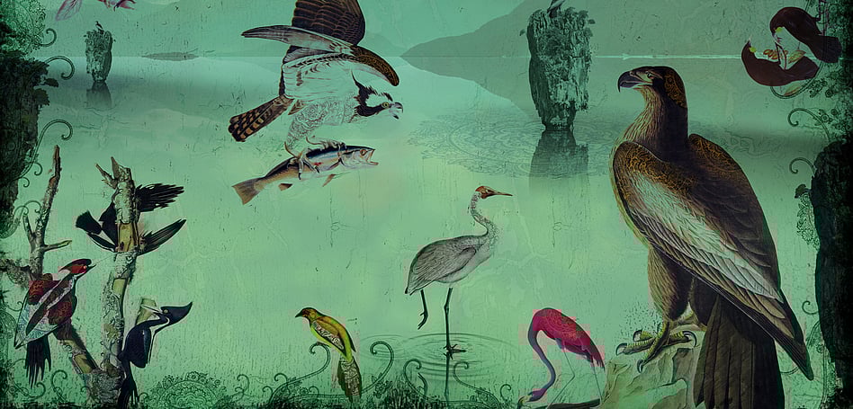 BIRDLAND - DIGITAL ART