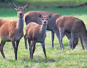 What causes Yersiniosis?