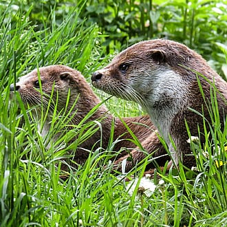 Two otters within a grassy habitat