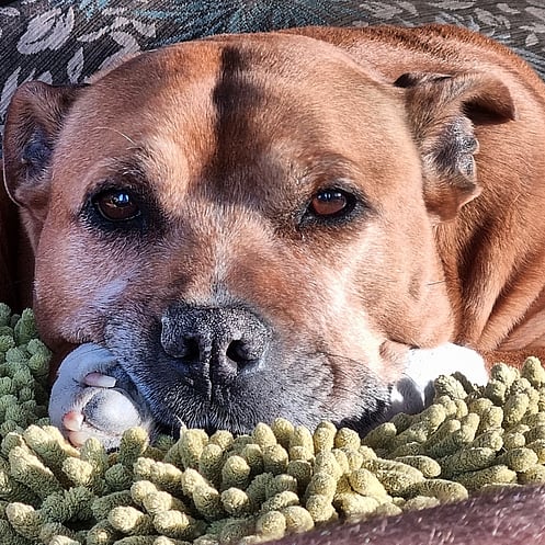 Flaxman - Gus Sheppard