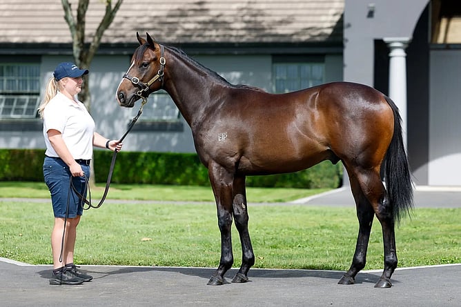 Lot 97 &ndash; Per Incanto x Santa Catrina Colt. Photo: New Zealand Bloodstock