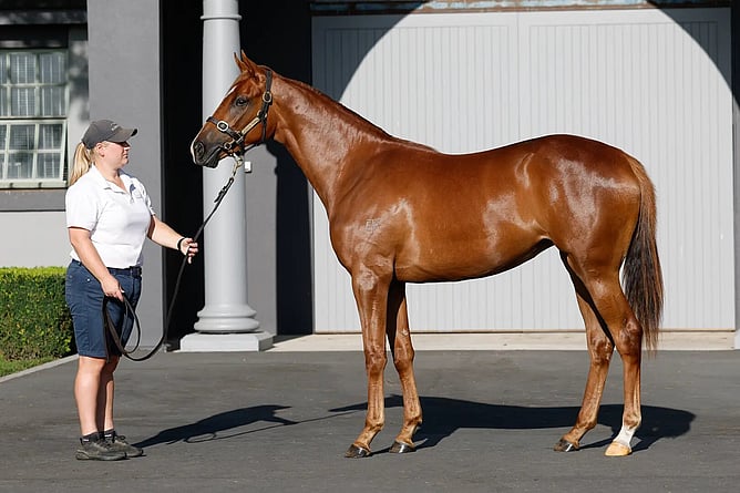 Lot 400 &ndash; Maurice x Eleonora Filly.  - Photo: New Zealand Bloodstock