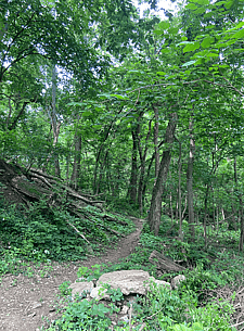 View of the Rozarks trail near Fisher Park trailhead