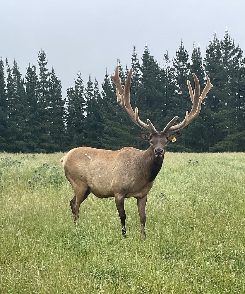 Elk bull in velvet