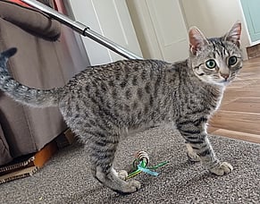 Tina, an unusual kitten