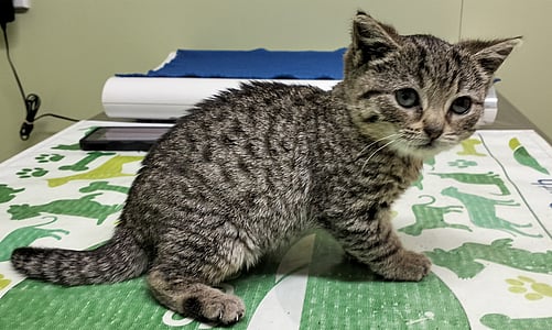 Tina before treatment - showing the effects of congenital hypothyroidism.