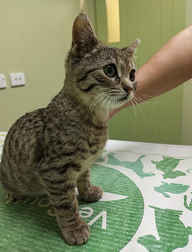 An unwell Tina, with stunted growth.