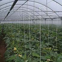 Greenhouse Misting System