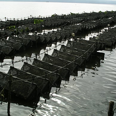 The Aquapurse System