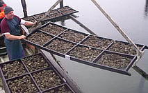 XL8 DV & Accessories