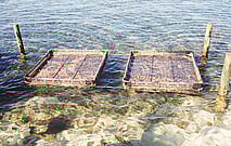 XL3 Aquatray & Accessories