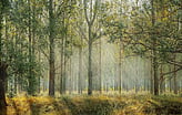 Woodland scene with trees and dabbled sunlight