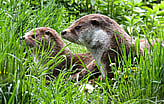 Two otters within a grassland environment