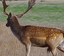 Fallow deer