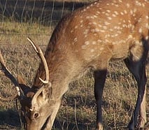 Sika deer
