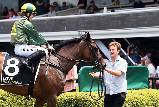 Manawatu horseman Josh Herd -  Photo: Race Images PN
