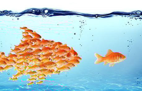 School of goldfish coming together to form one large image of a goldfish