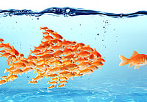 Goldfish school forming one large goldfish