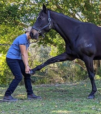 Katrinka from Optima Animal Physio stretching a horses' front leg