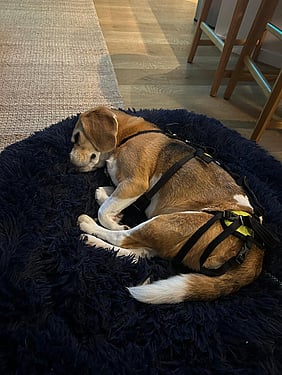 Beagle sleeping in hardness on pet bed