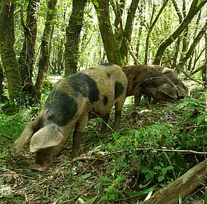 Large white cross Gloucester Old spot piglet on a deep litter in a barn, one ear cocked up looking straight at the camera