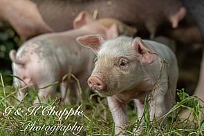 picture of Large White cross Gloucester Old Spot cross piglets standing in grassland with a sow in the background & Grace & Katie Photography logo in the corner of the picture