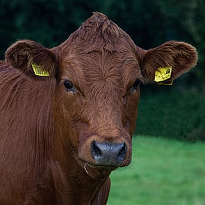 hand reared pure bred Stabiliser heifer standing in the pasture facing the camera head on